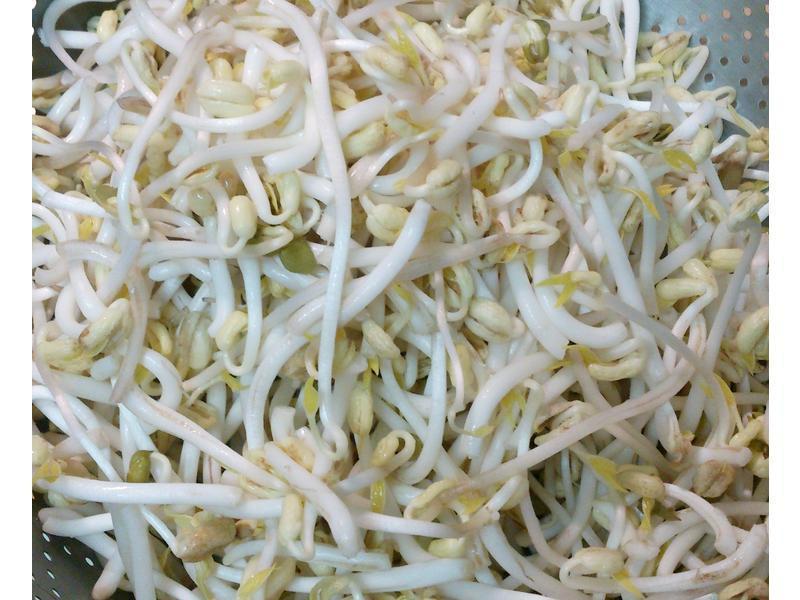 茶壶孵豆芽
