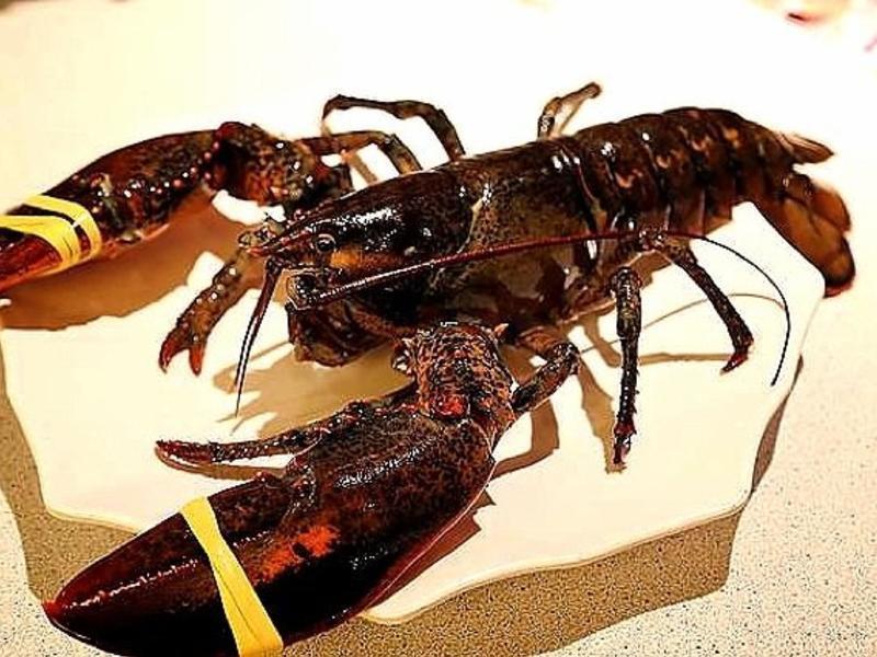 波斯顿龙虾