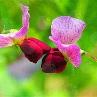 豌豆(花)的热量