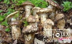 香杏片口蘑(干)的热量