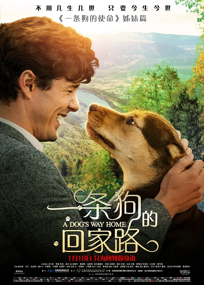 一条狗的回家路 A Dog’s Way Home (2019) 电影百度网盘资源高清下载