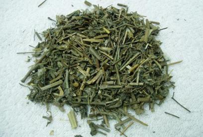 泽漆的功效与作用