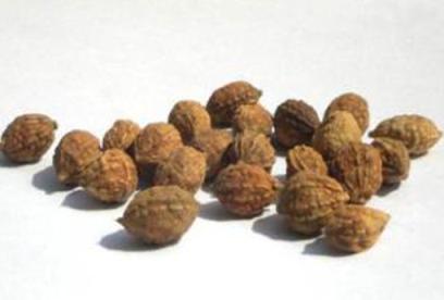 益智仁的功效与作用