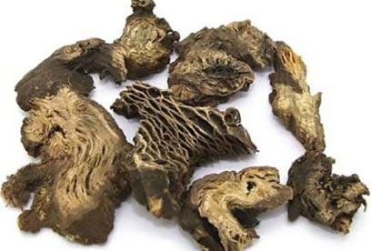 升麻的功效与作用