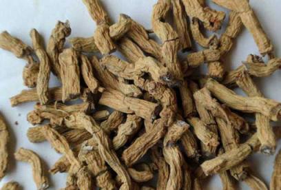 巴戟天的功效与作用