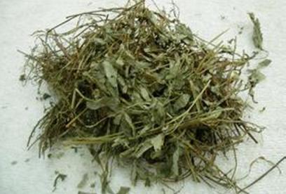 珍珠草的功效与作用
