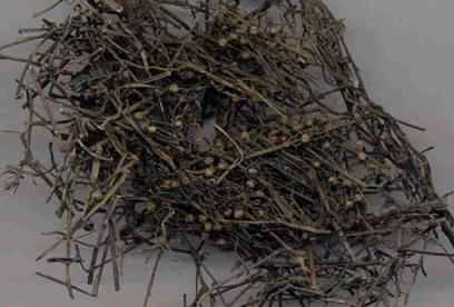 白花蛇舌草的功效与作用
