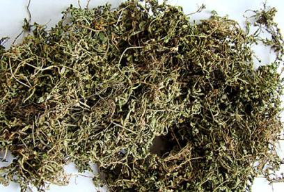 鹅不食草的功效与作用