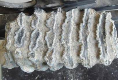 龙齿的功效与作用