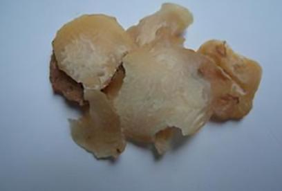 天南星的功效与作用