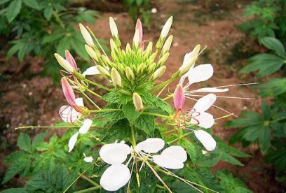 白花菜的功效与作用