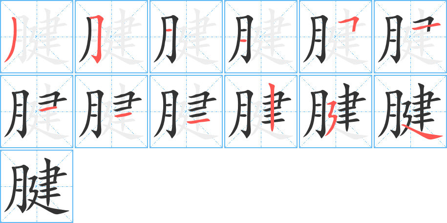 腱字的笔顺分步演示