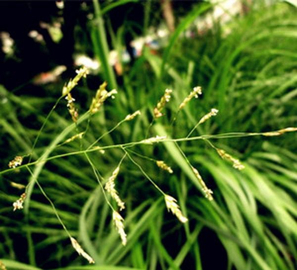 画眉草的功效与作用