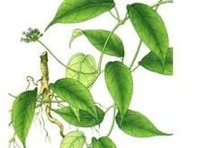 澜沧扁担杆的功效与作用