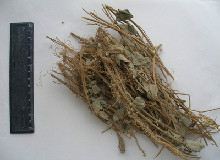 广金钱草的功效与作用