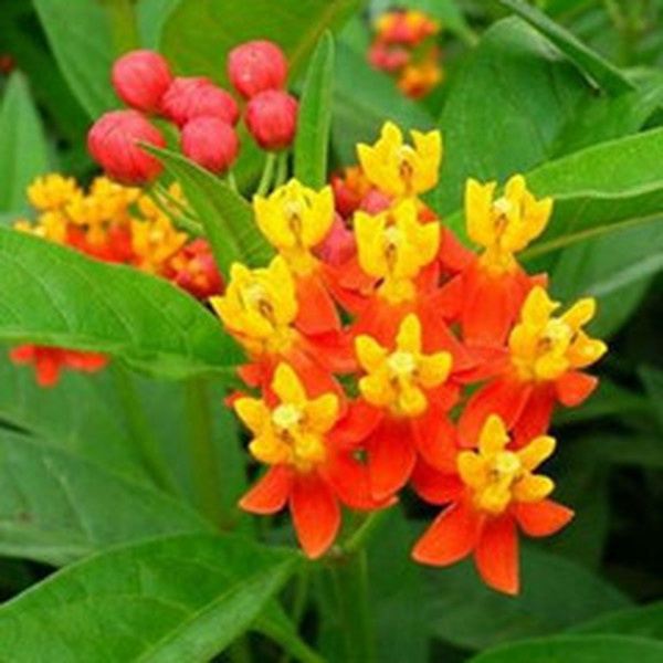 莲生桂子花的功效与作用