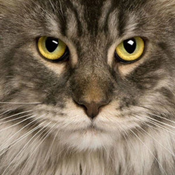 猫头的功效与作用