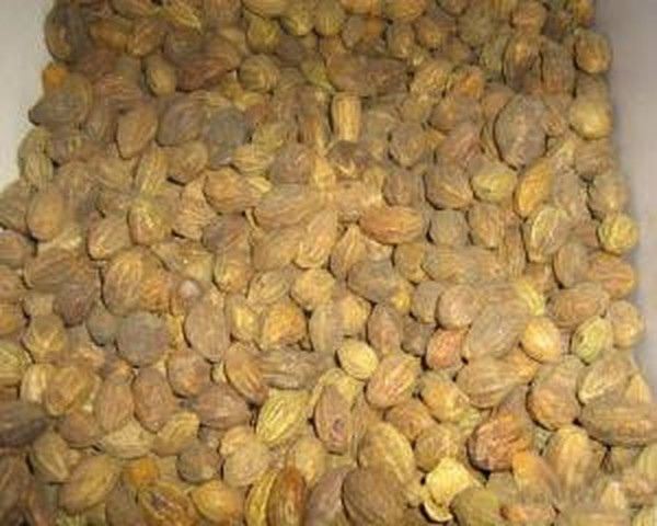 阿育魏实的功效与作用