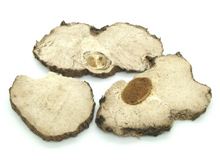 茯神木的功效与作用