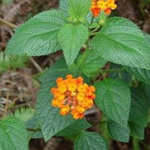 狗屎花根的功效与作用