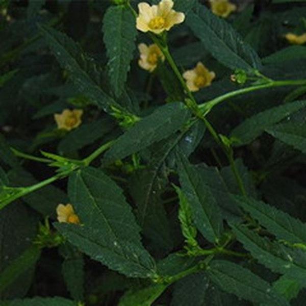 黄花稔的功效与作用