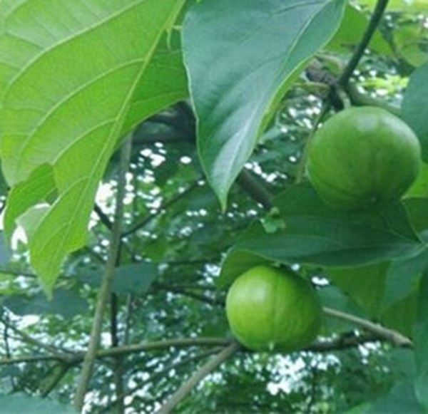 油桐叶的功效与作用
