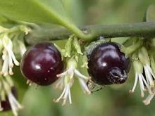 野扇花果的功效与作用