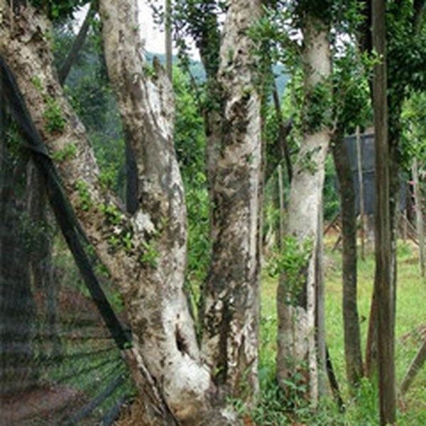 枸骨树皮的功效与作用
