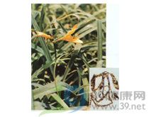 萱草根的功效与作用