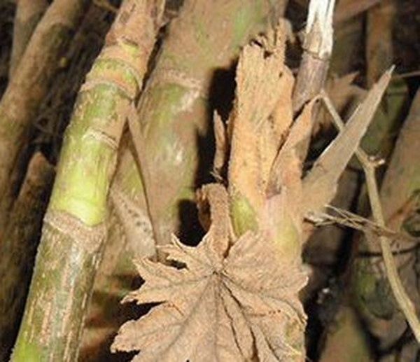 通花根的功效与作用