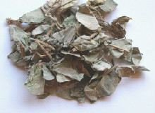 大金钱草的功效与作用