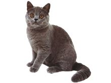 猫肉的功效与作用