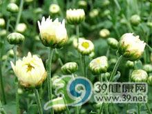 杭白菊花的功效与作用