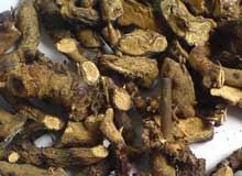 淫羊藿根