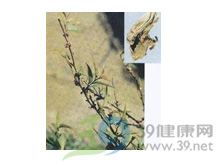 毛冬青的功效与作用