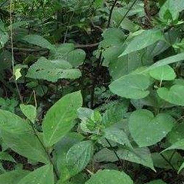 金线草根的功效与作用