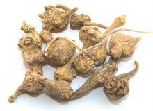 珠子参的功效与作用