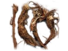 莓叶委陵菜的功效与作用