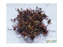 阴地蕨的功效与作用