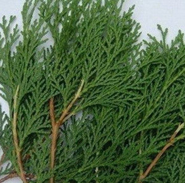 草柏枝的功效与作用