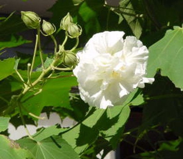 黄茄花根的功效与作用