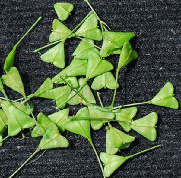 荠菜子的功效与作用