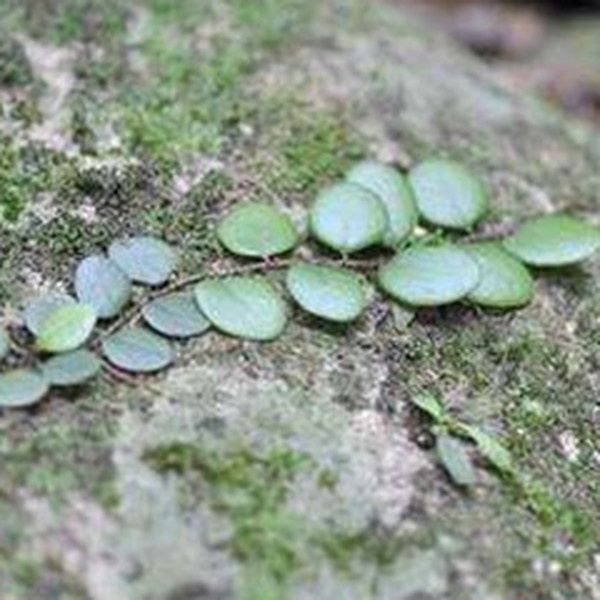 石瓜子莲的功效与作用