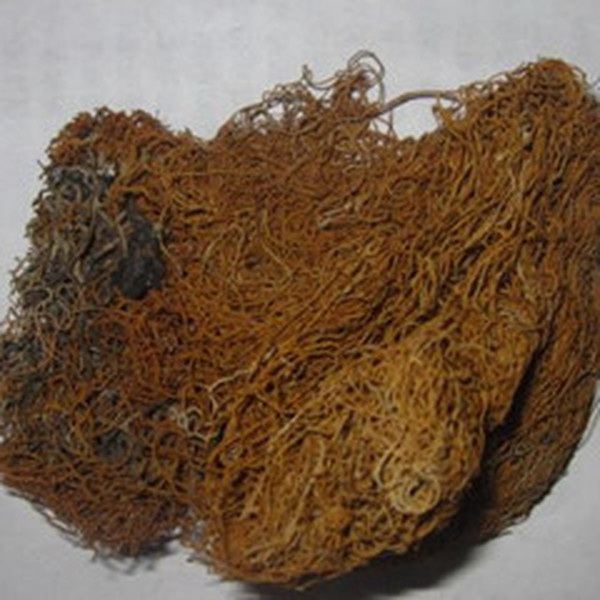 金丝带的功效与作用