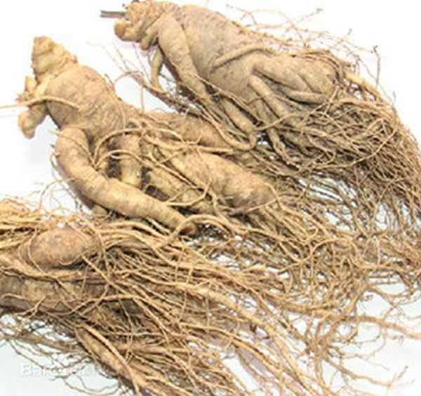 人参芦的功效与作用