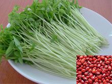 赤小豆芽的功效与作用