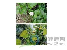龙珠果的功效与作用