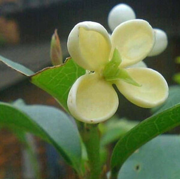 马桂花