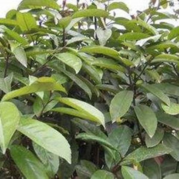苦茶叶的功效与作用