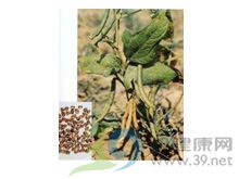 赤小豆的功效与作用